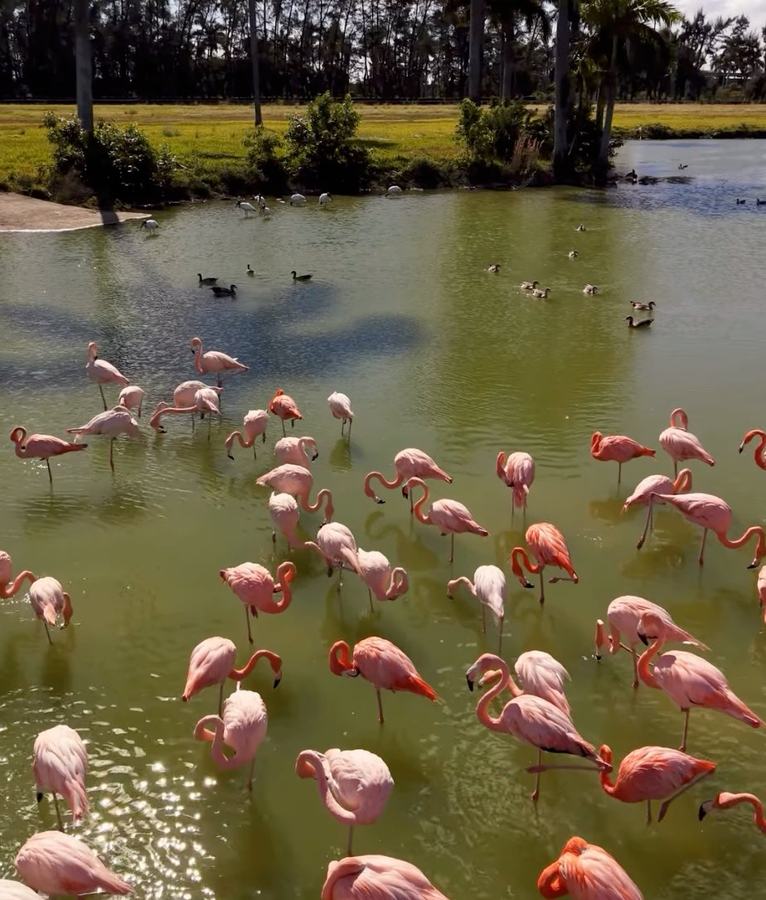 Flamingos at Hialeah Park